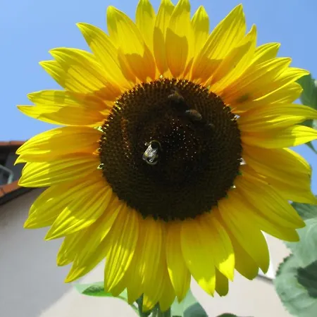 Ferienwohnung Sonne * Gebsattel